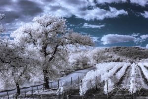 Infrarosso Campagna