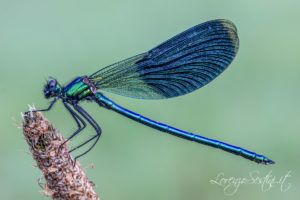 Macro Libellula