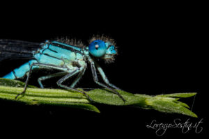 Macro Libellula