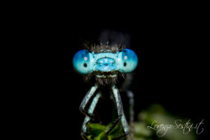 Macro Libellula