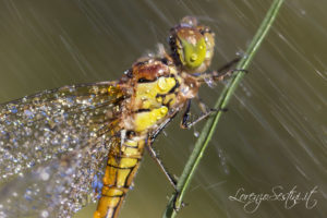 Macro Libellula