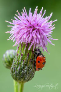 Macro Coccinella