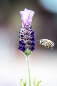 Macro Ape in volo