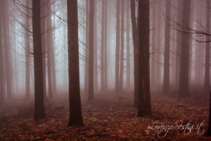 Paesaggio Nebbia tra Alberi