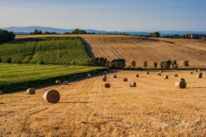 Paesaggio Val di Chiana