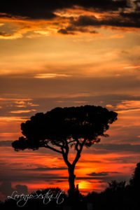 Tramonto con Pino Marittimo