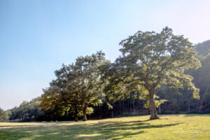 Alberi alpe della Luna