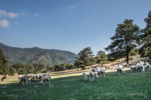 Pascolo alpe della Luna