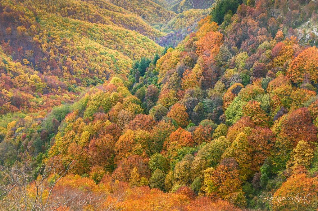 Pratomagno autunno